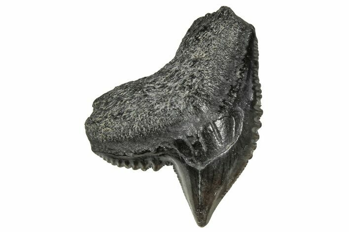 Fossil Tiger Shark (Galeocerdo) Tooth - South Carolina #359080